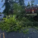 tree removal near me in Shreveport