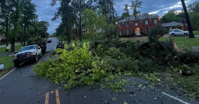 tree removal near me in Shreveport