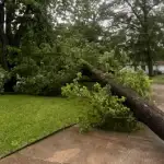 Fallen Tree Removal in Shreveport & Bossier City, LA