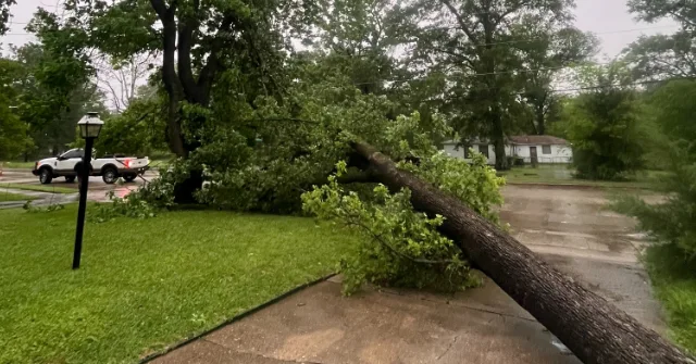 Fallen Tree Removal in Shreveport & Bossier City, LA