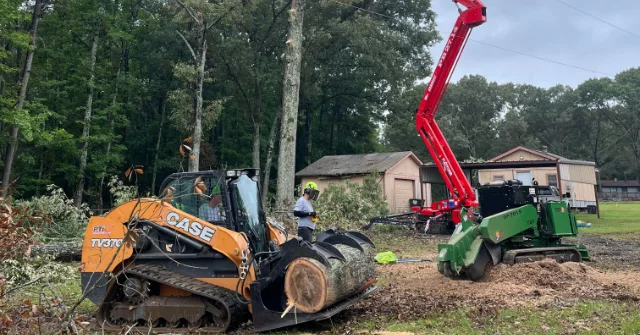 Tree service professional evaluating large oak tree for removal or trimming decision