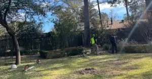 Overgrown shrubs being removed by professionals in a Shreveport backyard