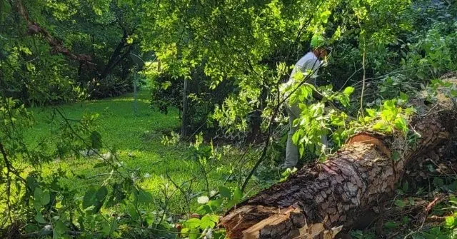 Do You Need Tree Removal in Shreveport? 7 Signs It's Time to Act