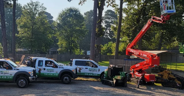 Want Better Curb Appeal? Here’s How Tree Services Can Help in Shreveport