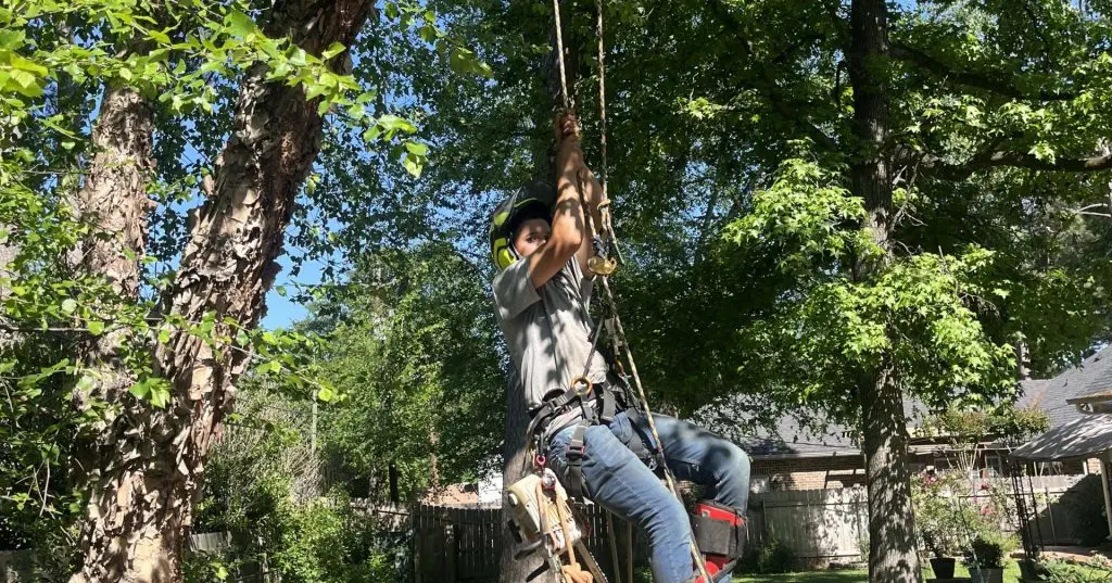 Moose’s Tree Service arborist descending from a trimmed tree in full safety gear after completing expert pruning in Shreveport